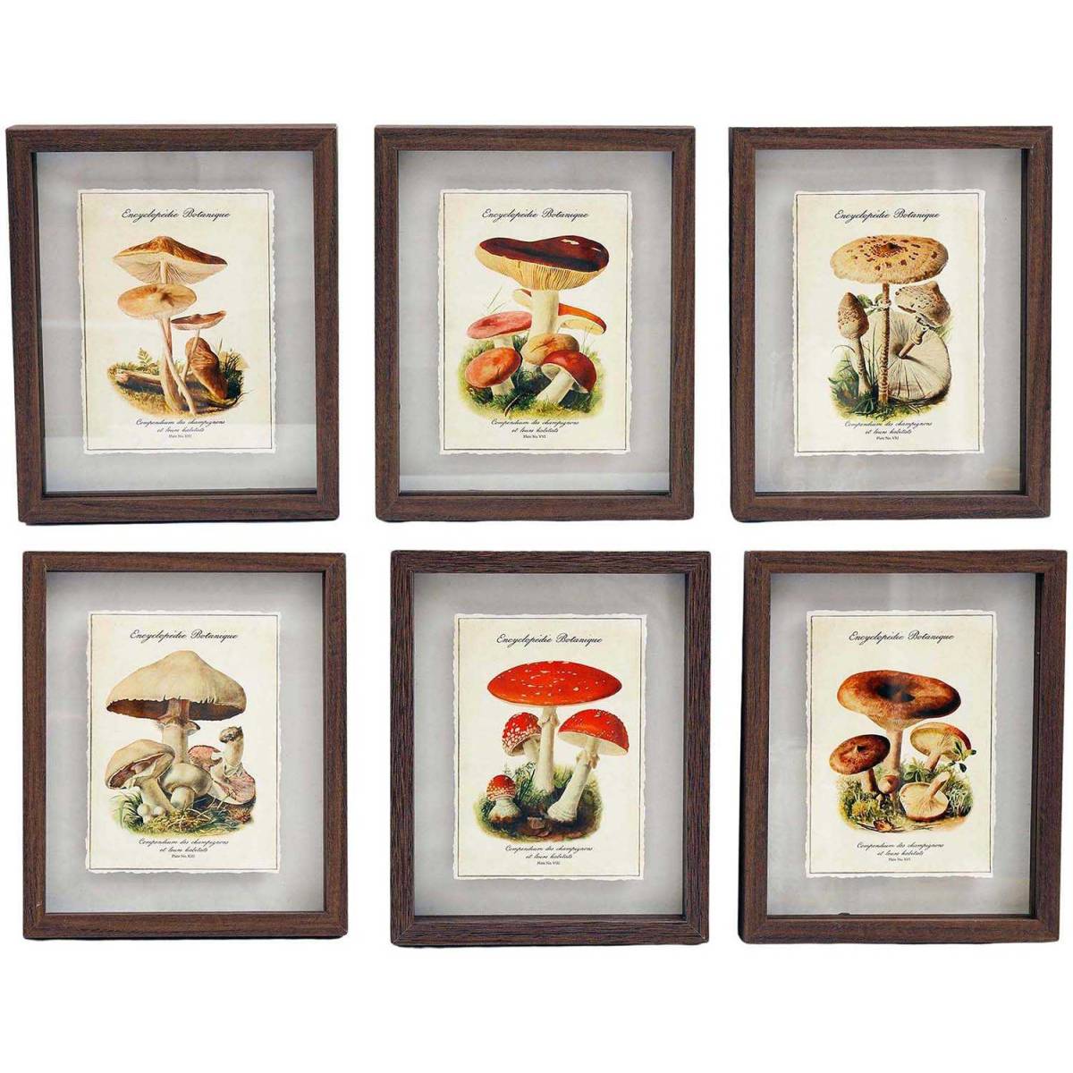 Sil - Tableaux décoratifs champignons 30 x 40 cm (Lot de 6) Sil