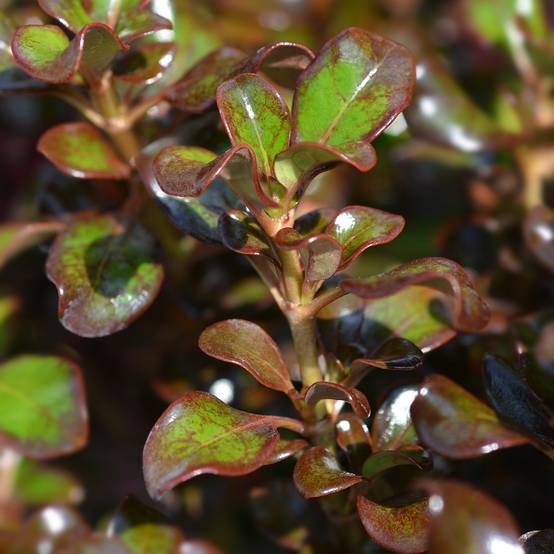 Promesse de Fleurs - Coprosma Chocolate Soldier Pot de 2L/3L - Image 1