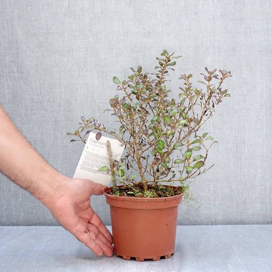 Promesse de Fleurs - Coprosma Chocolate Soldier Pot de 2L/3L - Image 2