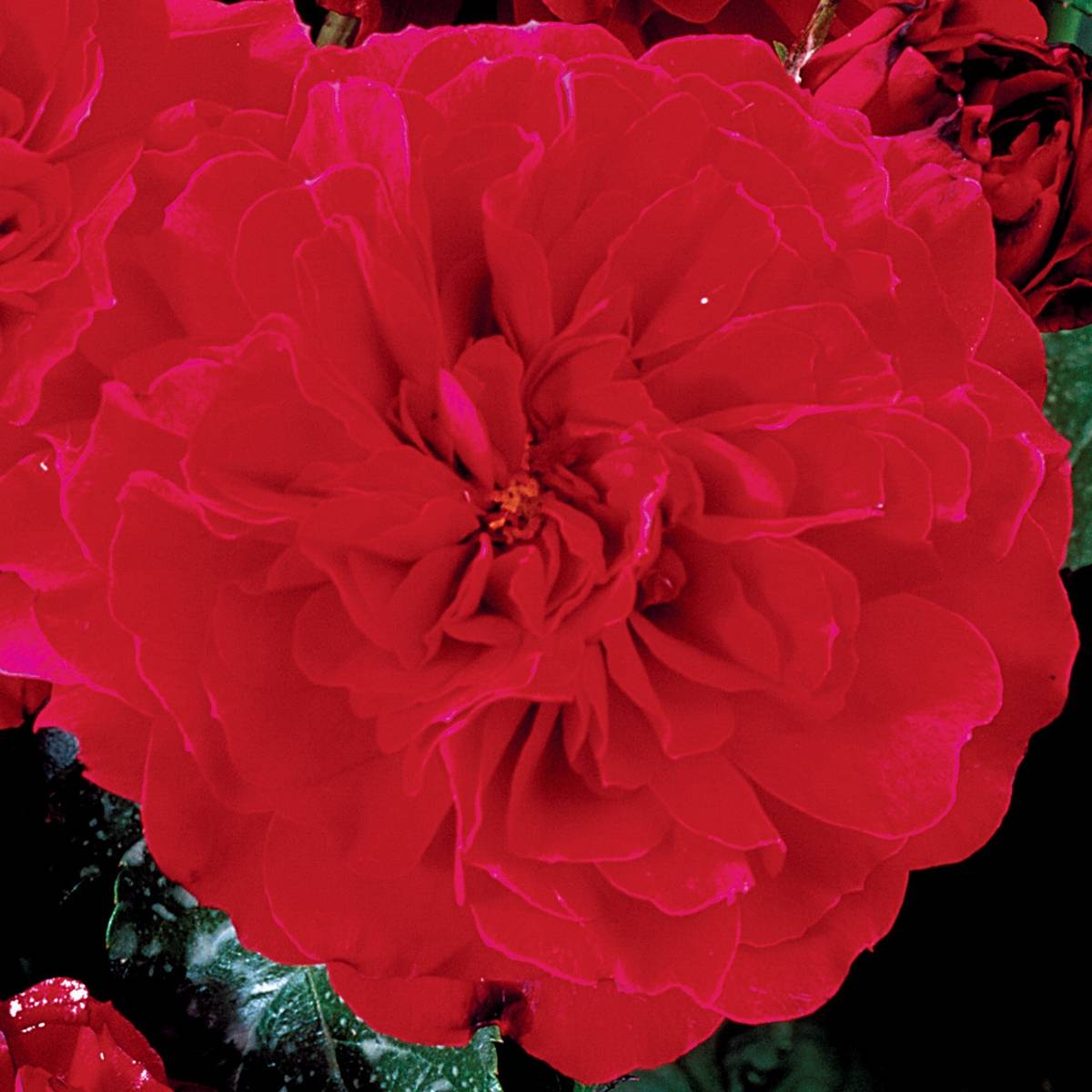 Promesse de Fleurs - Rosier anglais English Legend Hamlet Pot de 4L/5L