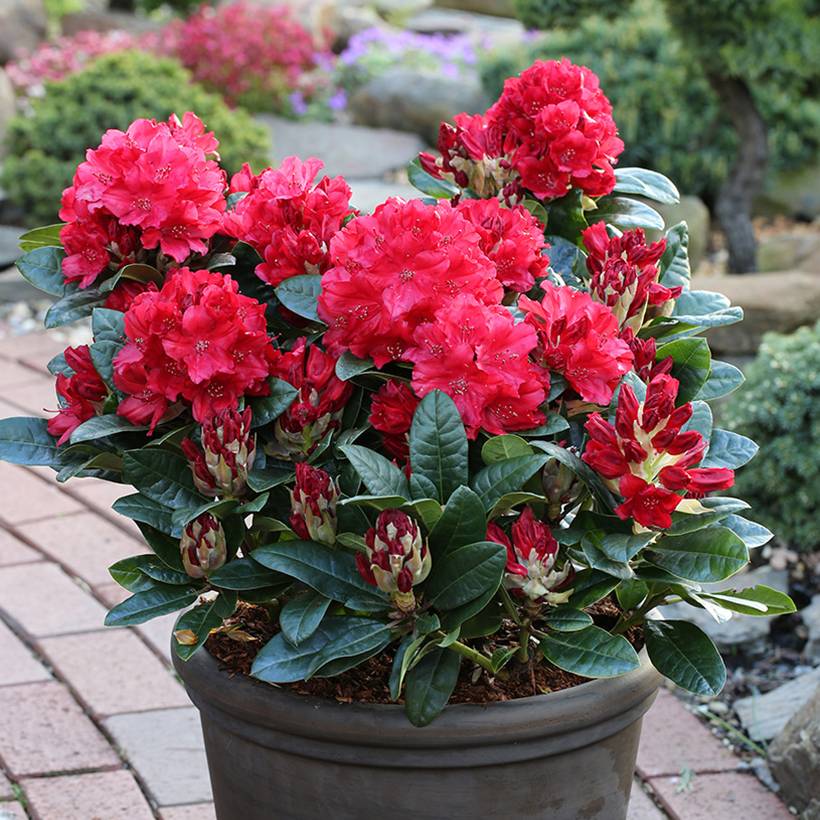 Rhododendron x haematodes Lisetta - Rhododendron nain Pot de 6L/7L