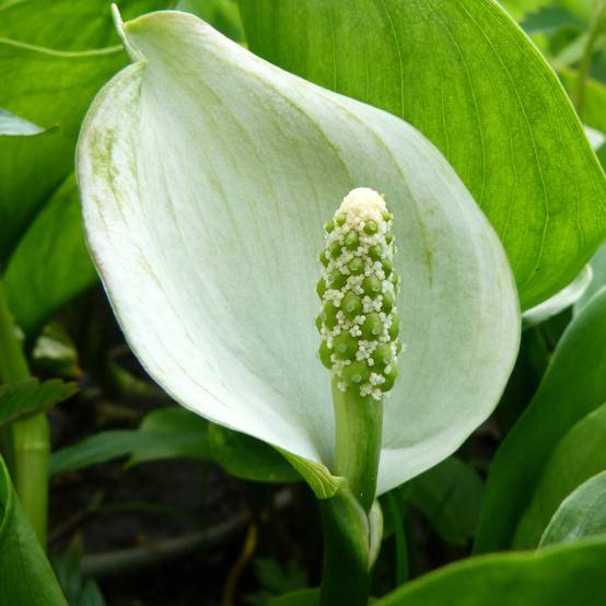 Arum ou Calla palustris Godet de 8/9 cm