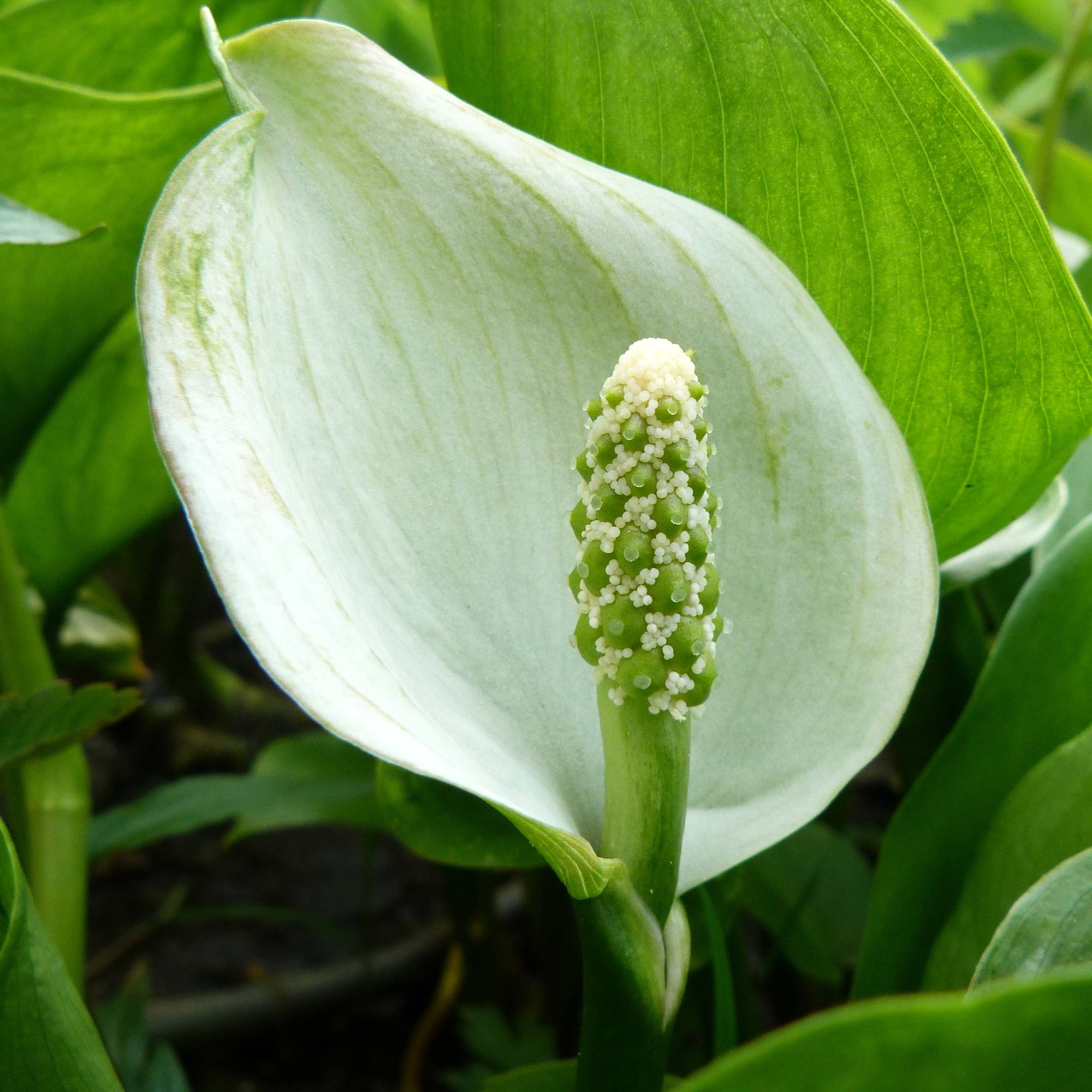 Arum ou Calla palustris Godet de 8/9 cm