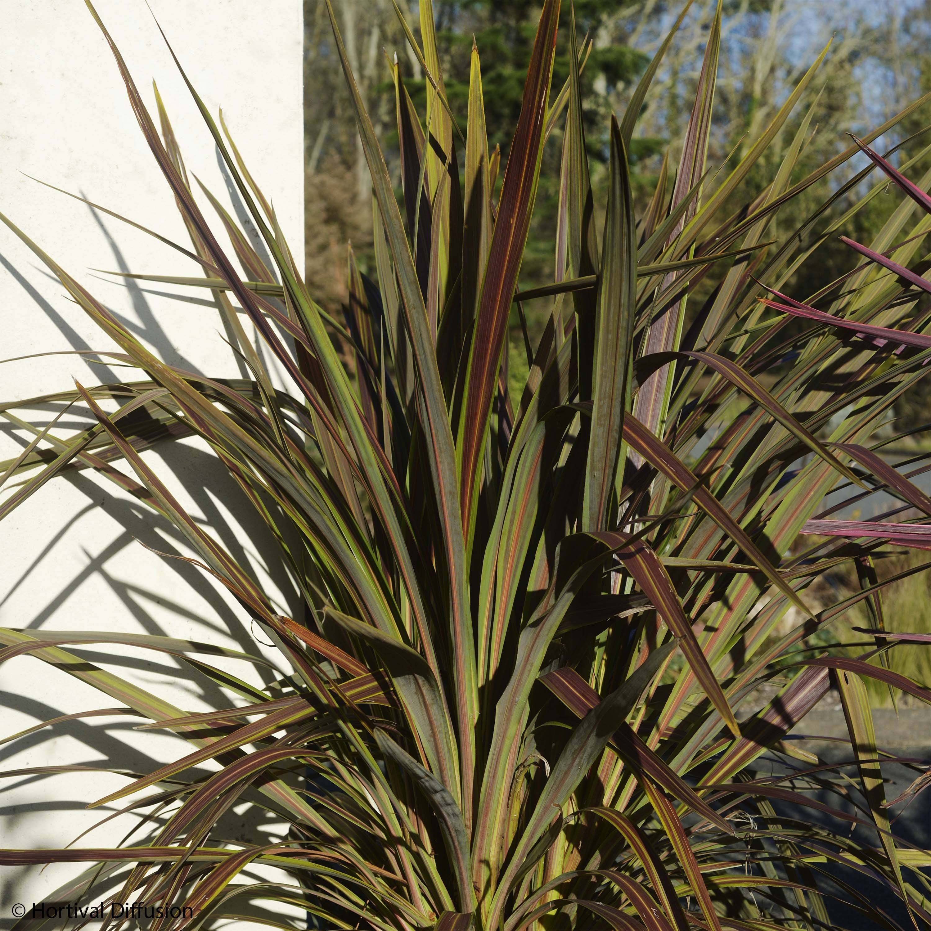 Cordyline x banksii Electric Star Pot de 3L/4L - Image 1