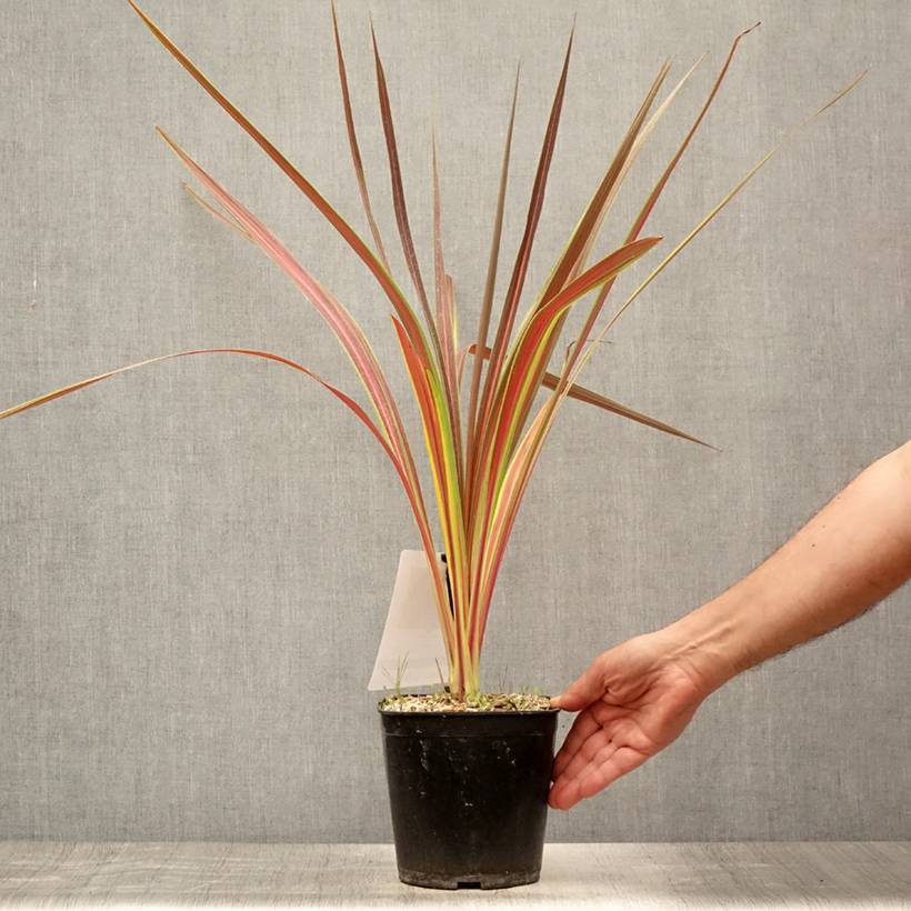 Cordyline x banksii Electric Star Pot de 3L/4L - Image 2