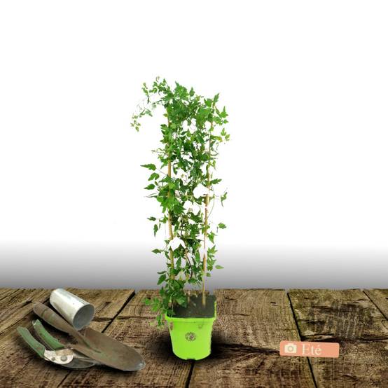 Clématite cirrhosa Winter Parasol®, Clématite cireuse à fleurs Blanche - feuillage Semi-Persistant - Pot de 3L - Echelle bambou 60/120 cm- hauteur à - Image 3