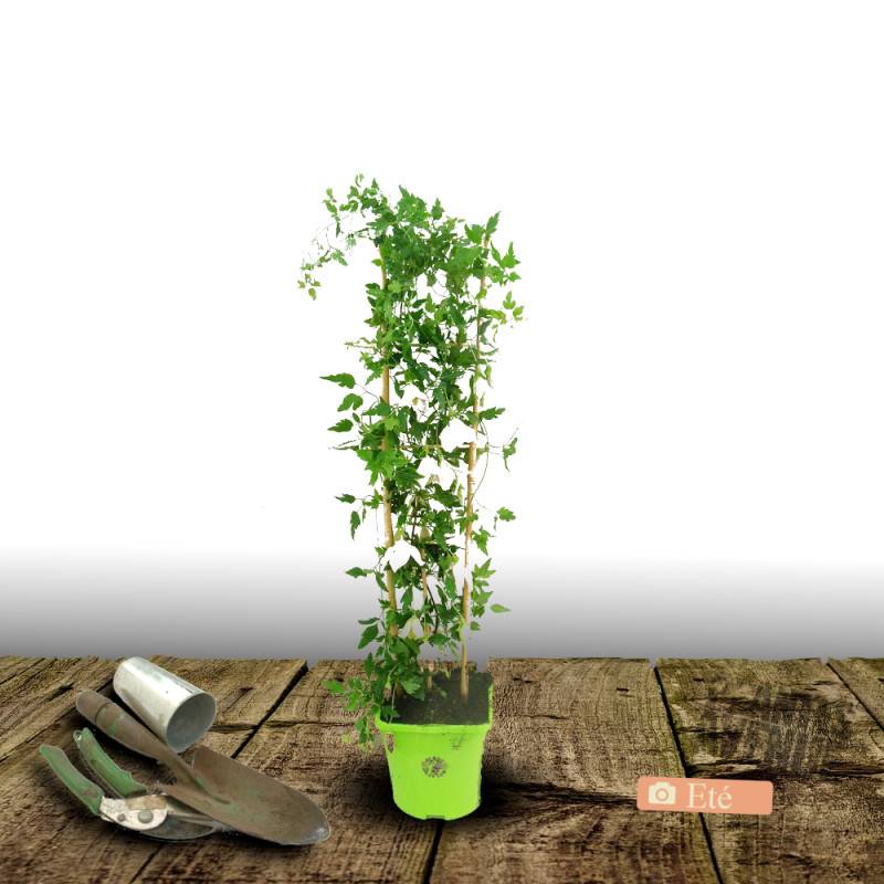 Clématite cirrhosa Winter Parasol®, Clématite cireuse à fleurs Blanche - feuillage Semi-Persistant - Pot de 3L - Echelle bambou 60/120 cm-  hauteur à - Imagen 3