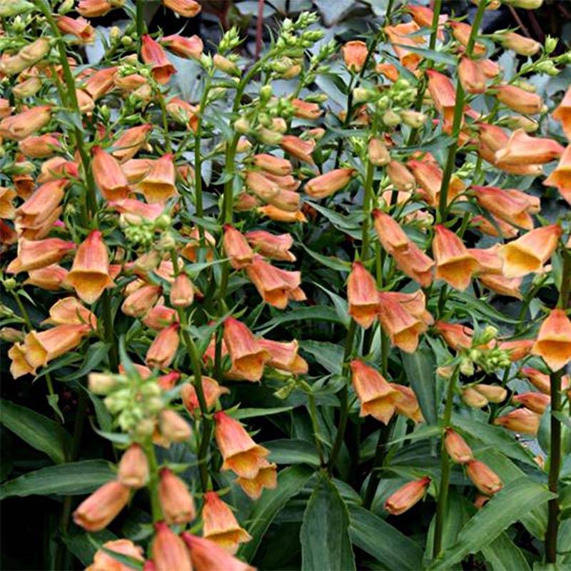 Digitale - Digitalis hybride Goldcrest Godet de 8/9 cm