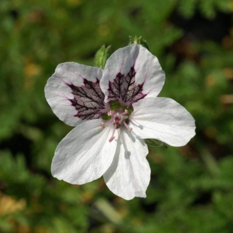 Bec de Grue Stephanie, Erodium à fleurs Blanche/ - feuillage Persistant - Godet - 5/20 cm - Image 5