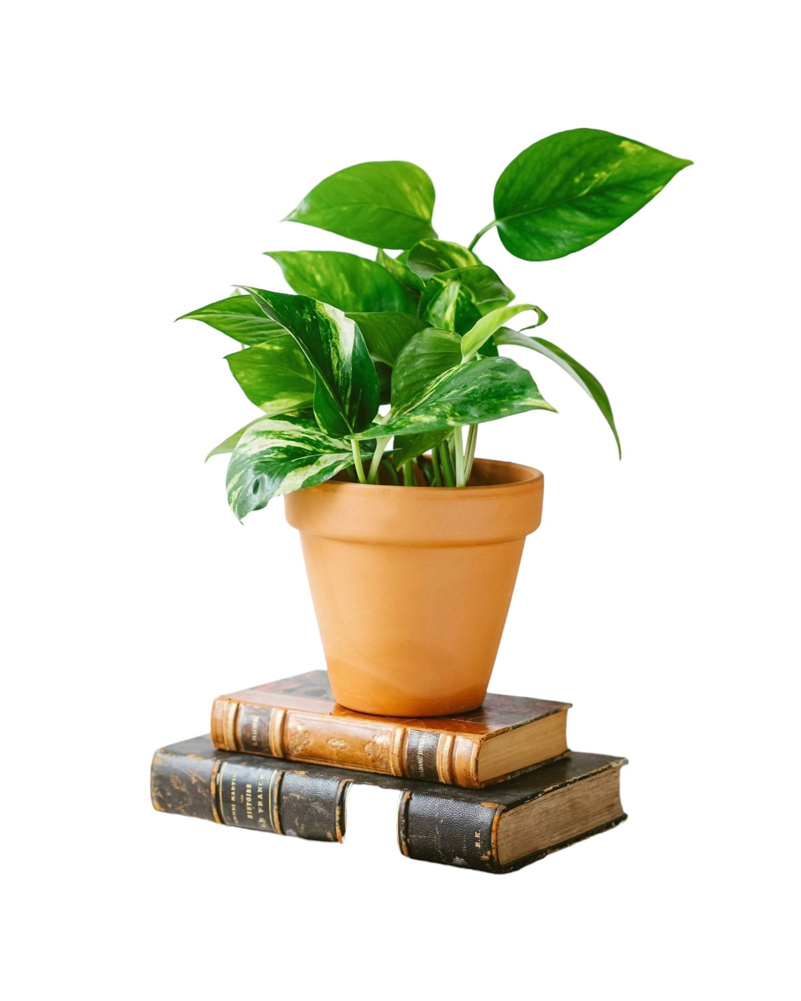 Pothos Scindapsus Aureum 25cm - Plante d'intérieur- La Green Touch - Image 1