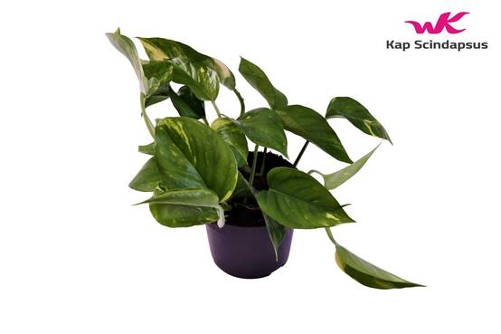 Pothos Scindapsus Aureum 25cm - Plante d'intérieur- La Green Touch - Image 3