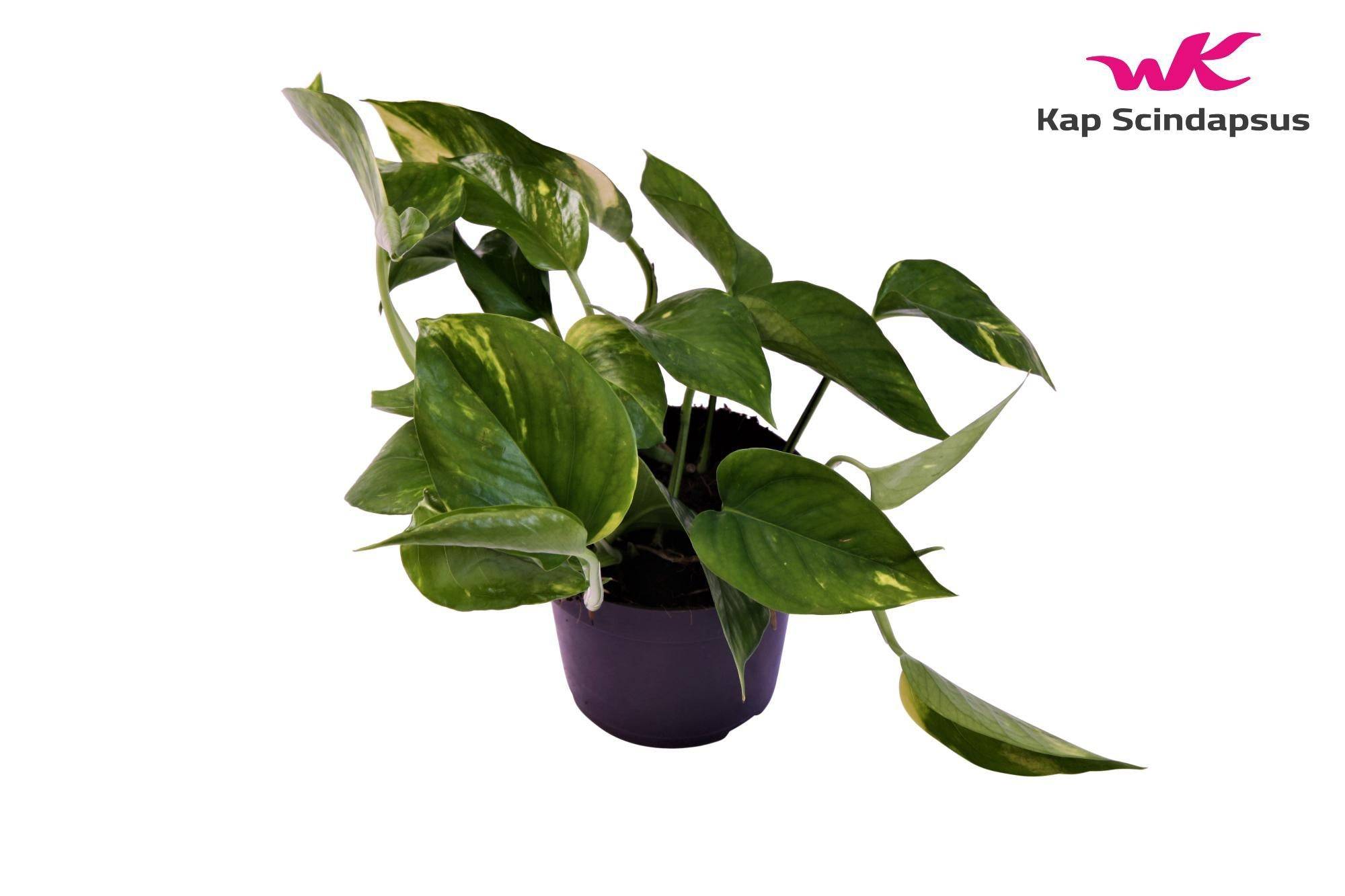 Pothos Scindapsus Aureum 25cm - Plante d'intérieur- La Green Touch - Image 3