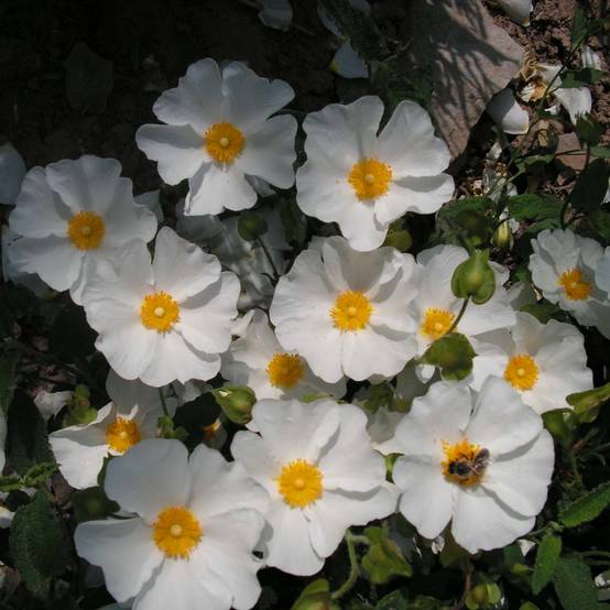 Promesse de Fleurs - Cistus corbariensis - Ciste des Corbières Pot de 2L/3L - Image 1