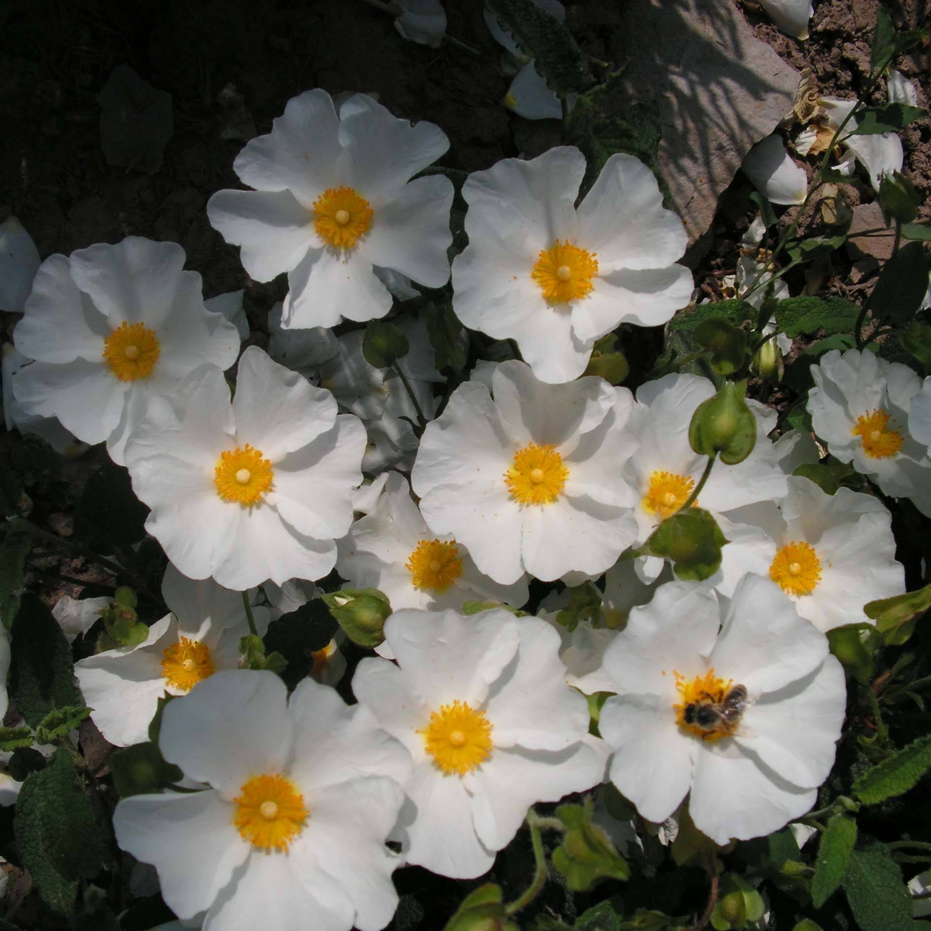 Cistus corbariensis - Ciste des Corbières Pot de 2L/3L - Imagen 1