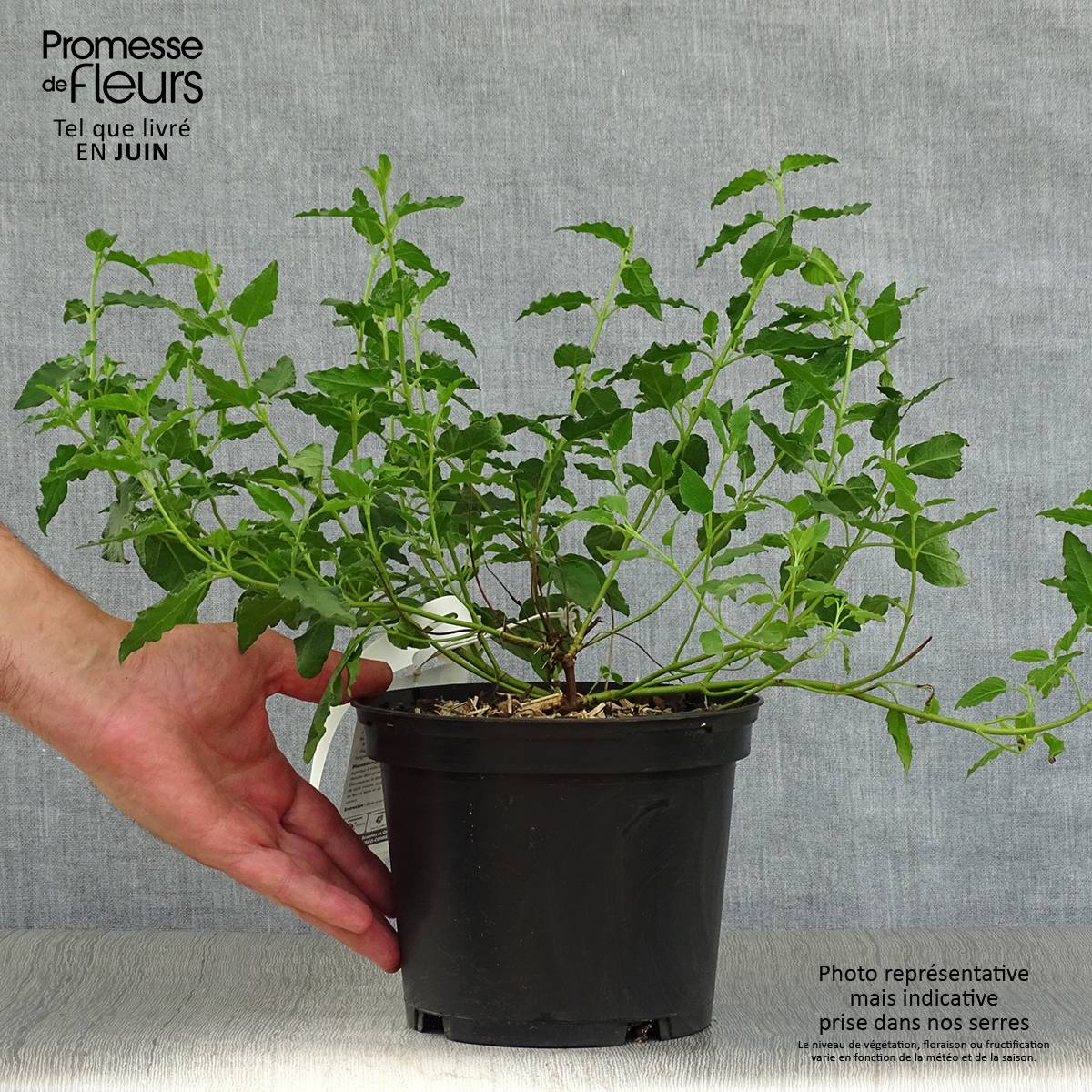 Cistus corbariensis - Ciste des Corbières Pot de 2L/3L - Imagen 2