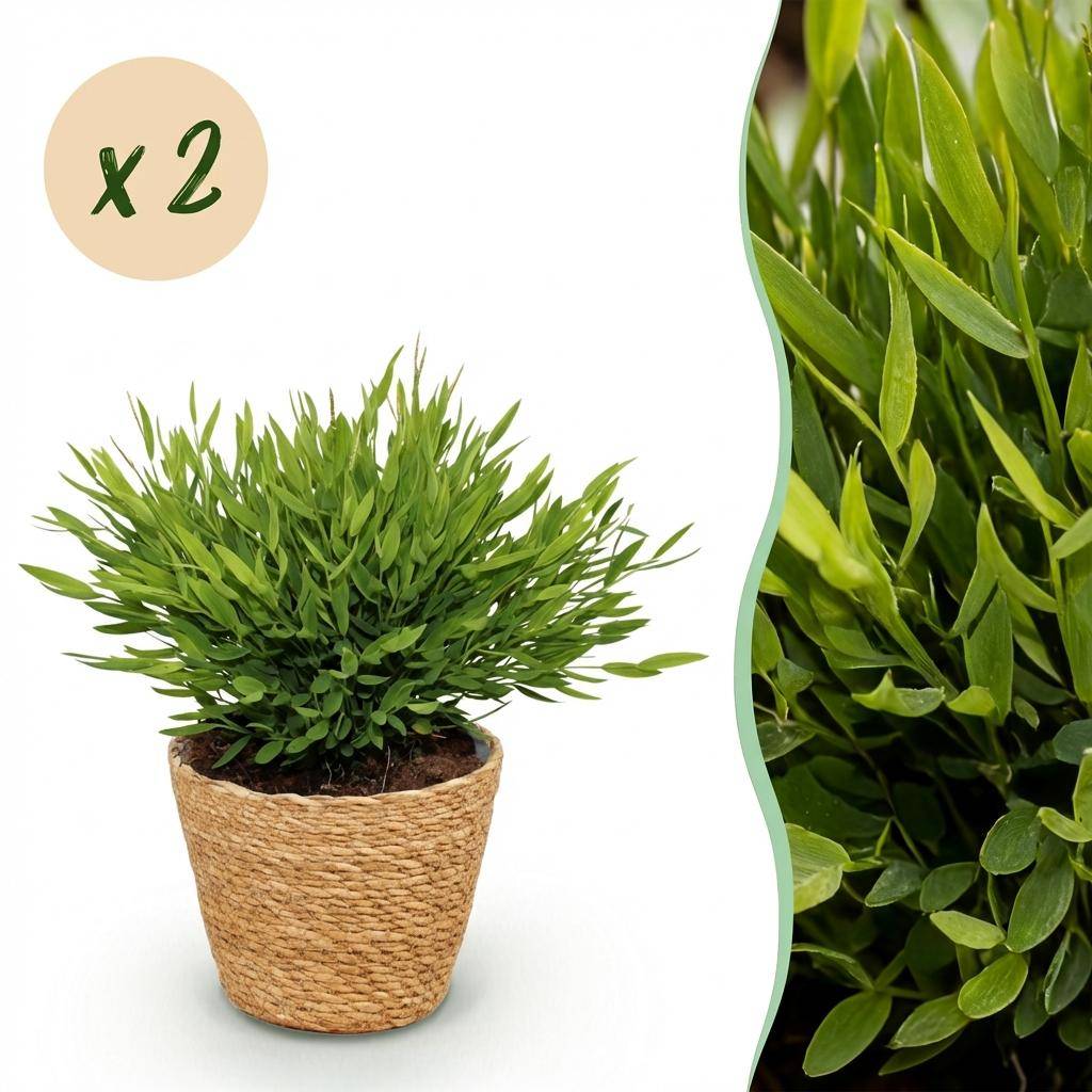 Bamusa Pogonatherum Monica - Pet-friendly - Bambou miniature - Pot de 12cm - Hauteur 20cm - 2 plantes - Panier - Plantes d'intérieur