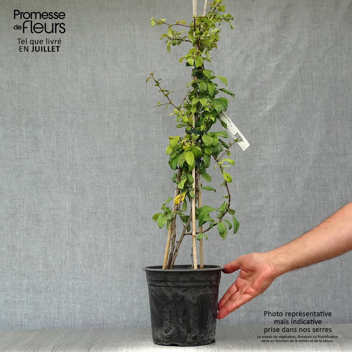 Promesse de Fleurs - Cognassier du Japon Hot Fire - Chaenomeles speciosa Pot de 4L/5L - Image 2