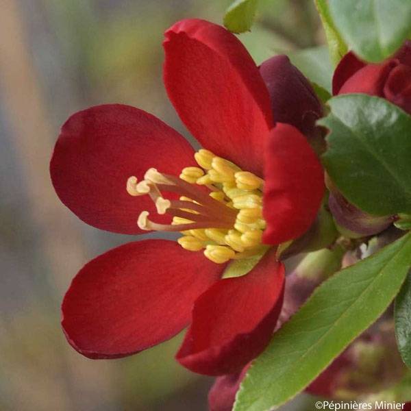 Promesse de Fleurs - Cognassier du Japon Hot Fire - Chaenomeles speciosa Pot de 4L/5L - Image 1