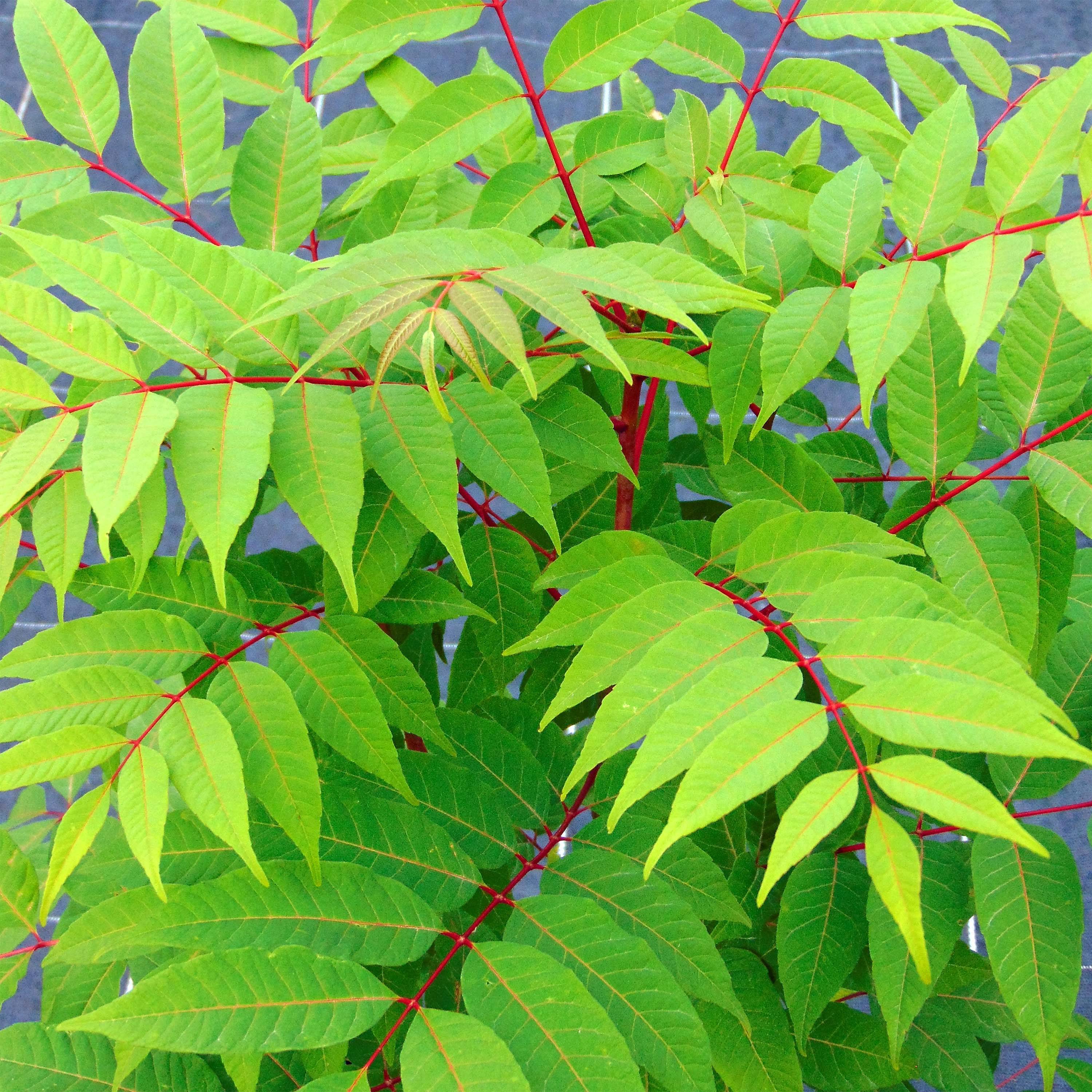 Toona sinensis Flamingo - Acajou de Chine Pot de 4L/5L