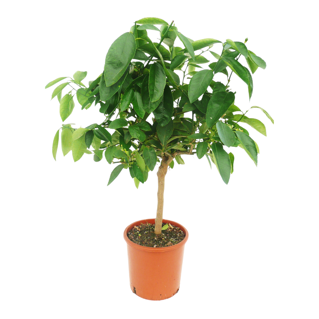 Sans Marque - Citronnier vert | Lime de Tahiti - Pot rond de 5 litres, hauteur 60/80 cm
