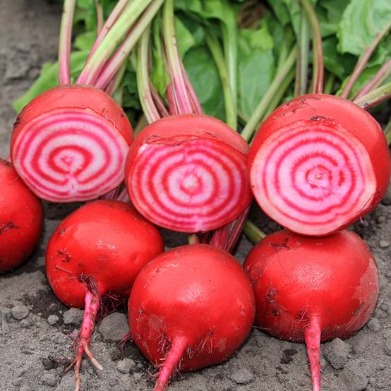Promesse de Fleurs - Betterave Chioggia BIO le sachet de 150 graines environ (3g)