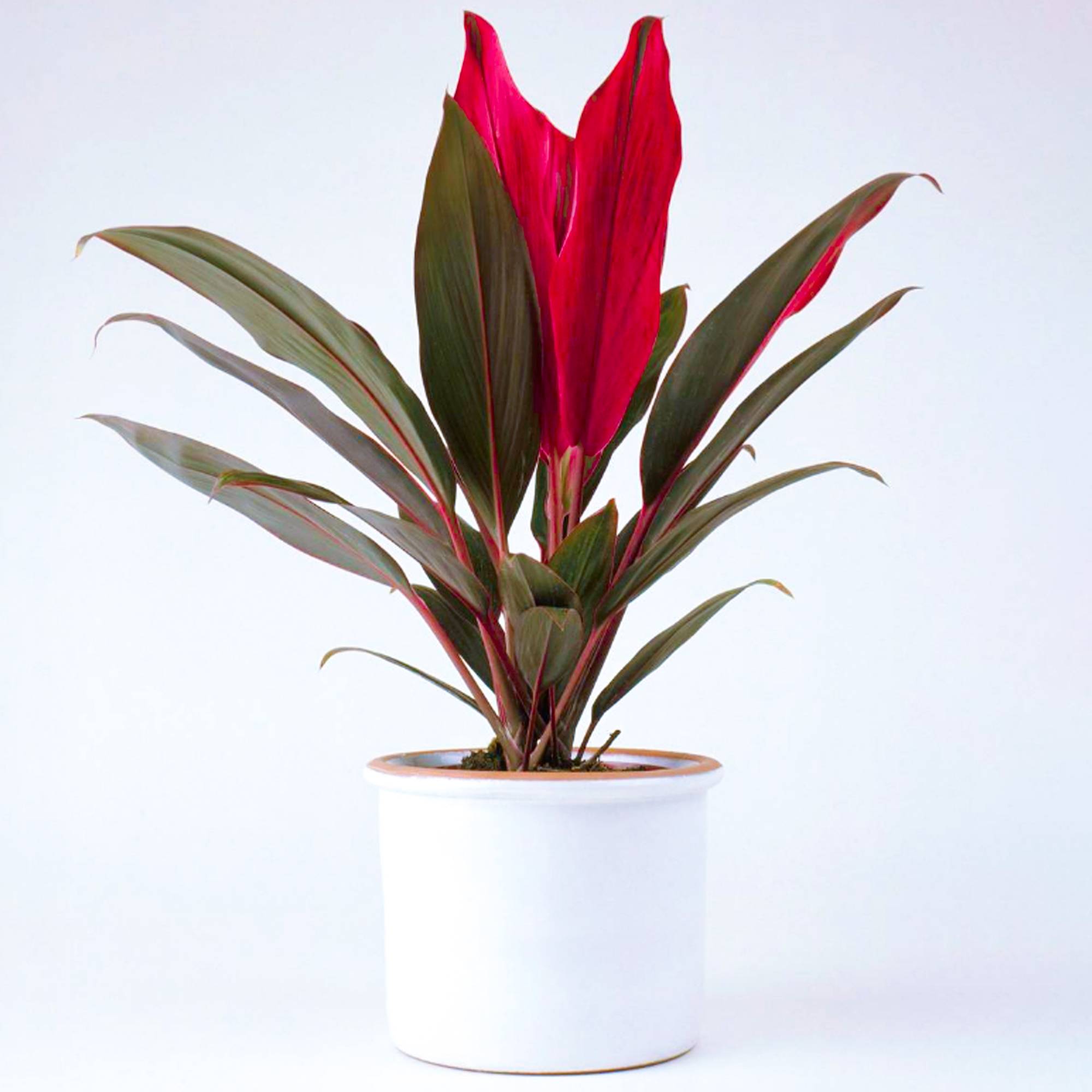 Gardenersdream - Cordyline Tango De 30 À 40 Cm Pot Inclus | Vente Plante D’Intérieur Panachée Cadeau - GardenersDream