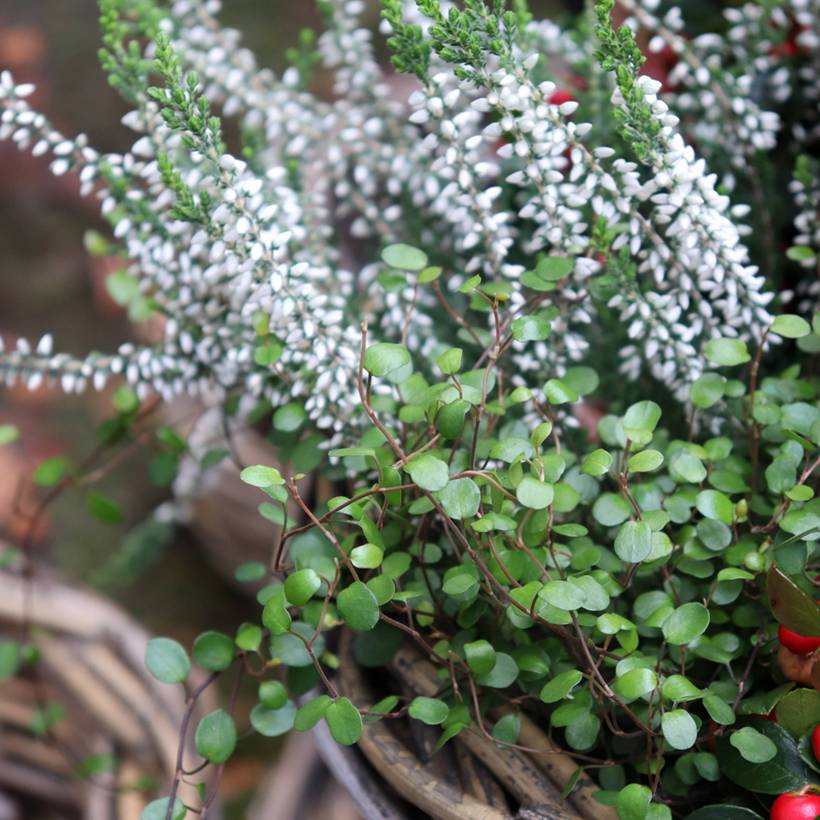 Promesse de Fleurs - Muehlenbeckia axillaris - Muehlenbeckie rampante. Godet de 8/9 cm
