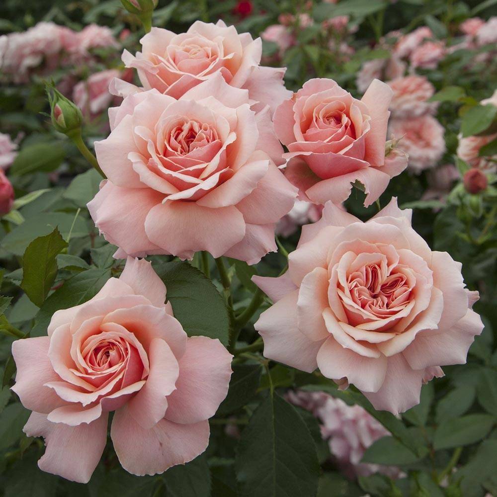 Rosier à fleurs groupées Botticelli® 'Meisylpho' à fleurs Rose - feuillage Caduc - Pot de 10 L - 1/2 tige-  hauteur à maturité De 0,50 m à 1,00 m - Image 1