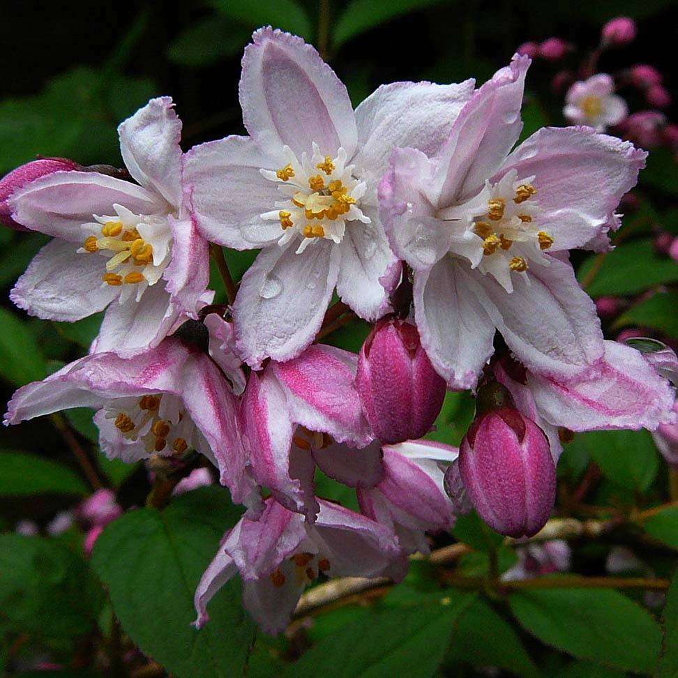 Deutzia purpurascens Kalmiiflora - Deutzie Pot de 7,5L/10L