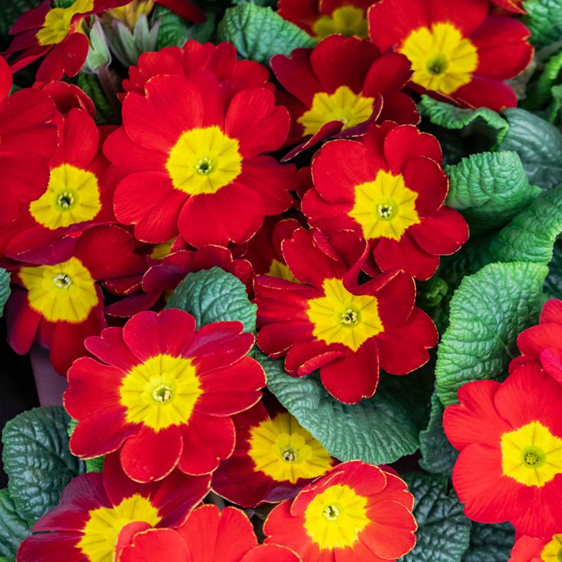 Promesse de Fleurs - Primevère Rambo F1 Scarlet - Primula acaulis Mini-motte Ø 1,5/2,5 cm (par 5)