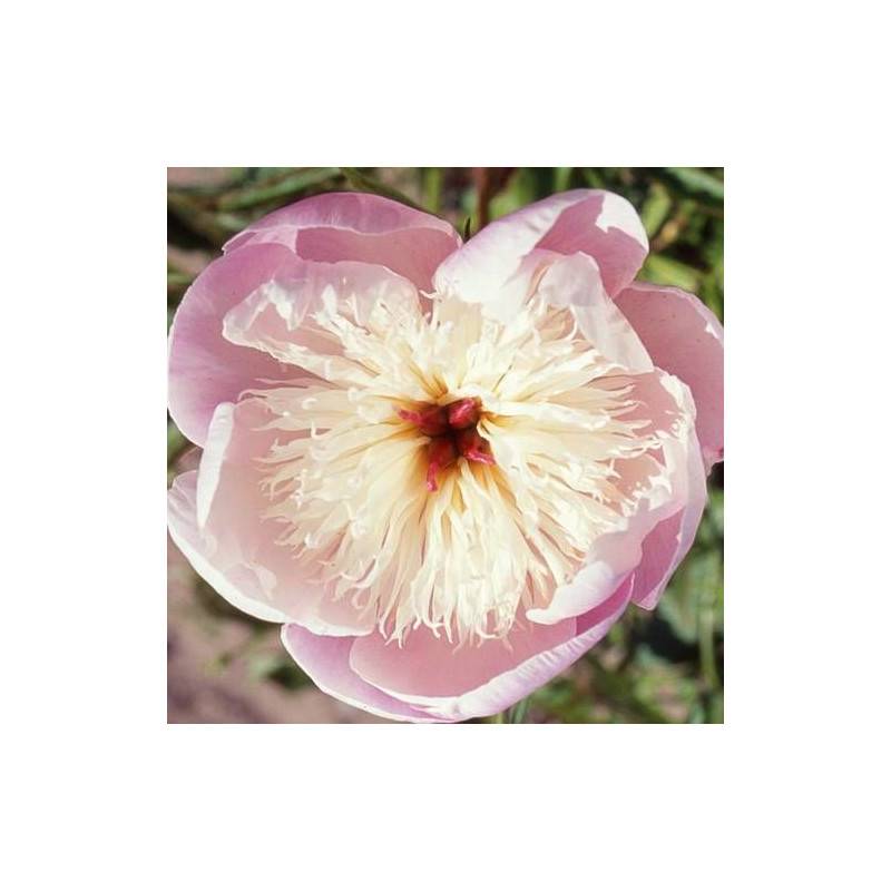 Pivoine herbacée Bowl of Beauty à fleurs Rose - feuillage Caduc - Pot de 2L - 10/20 cm-  hauteur à maturité De 0,50 m à 1,00 m - Image 1