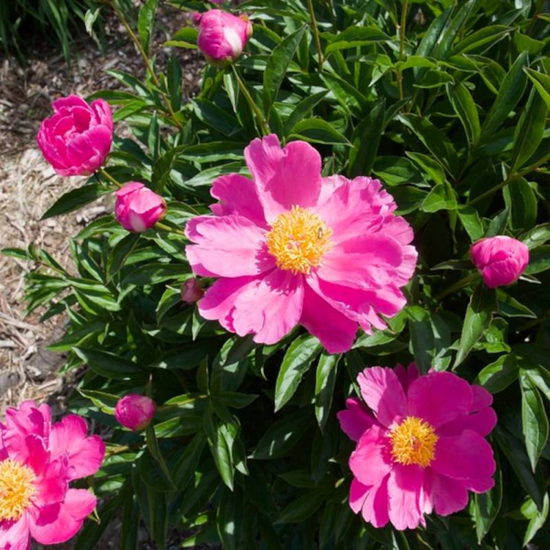 Pivoine herbacée Bowl of Beauty à fleurs Rose - feuillage Caduc - Pot de 2L - 10/20 cm-  hauteur à maturité De 0,50 m à 1,00 m - Image 9