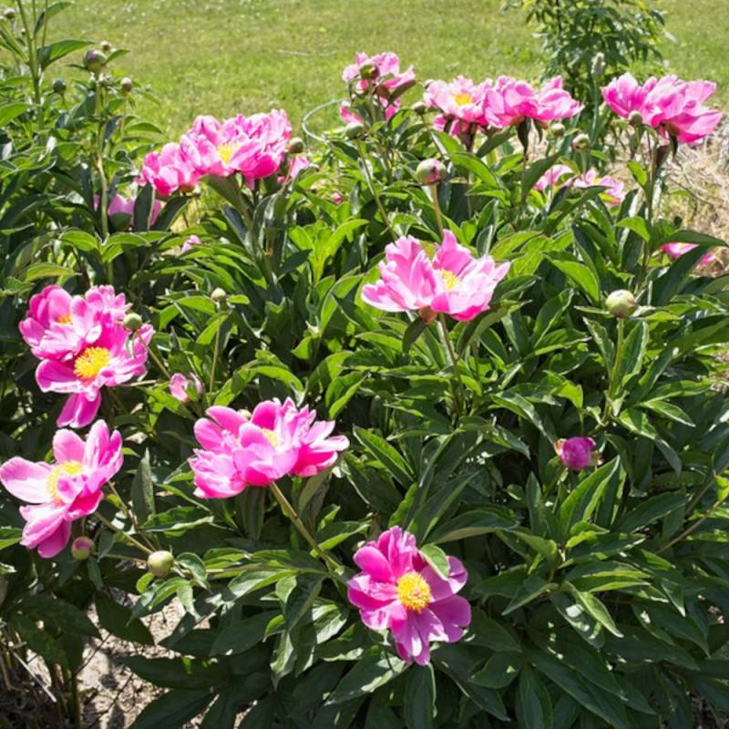 Pivoine herbacée Bowl of Beauty à fleurs Rose - feuillage Caduc - Pot de 2L - 10/20 cm-  hauteur à maturité De 0,50 m à 1,00 m - Image 7