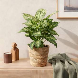 Dieffenbachia Compacta - D17 H50cm