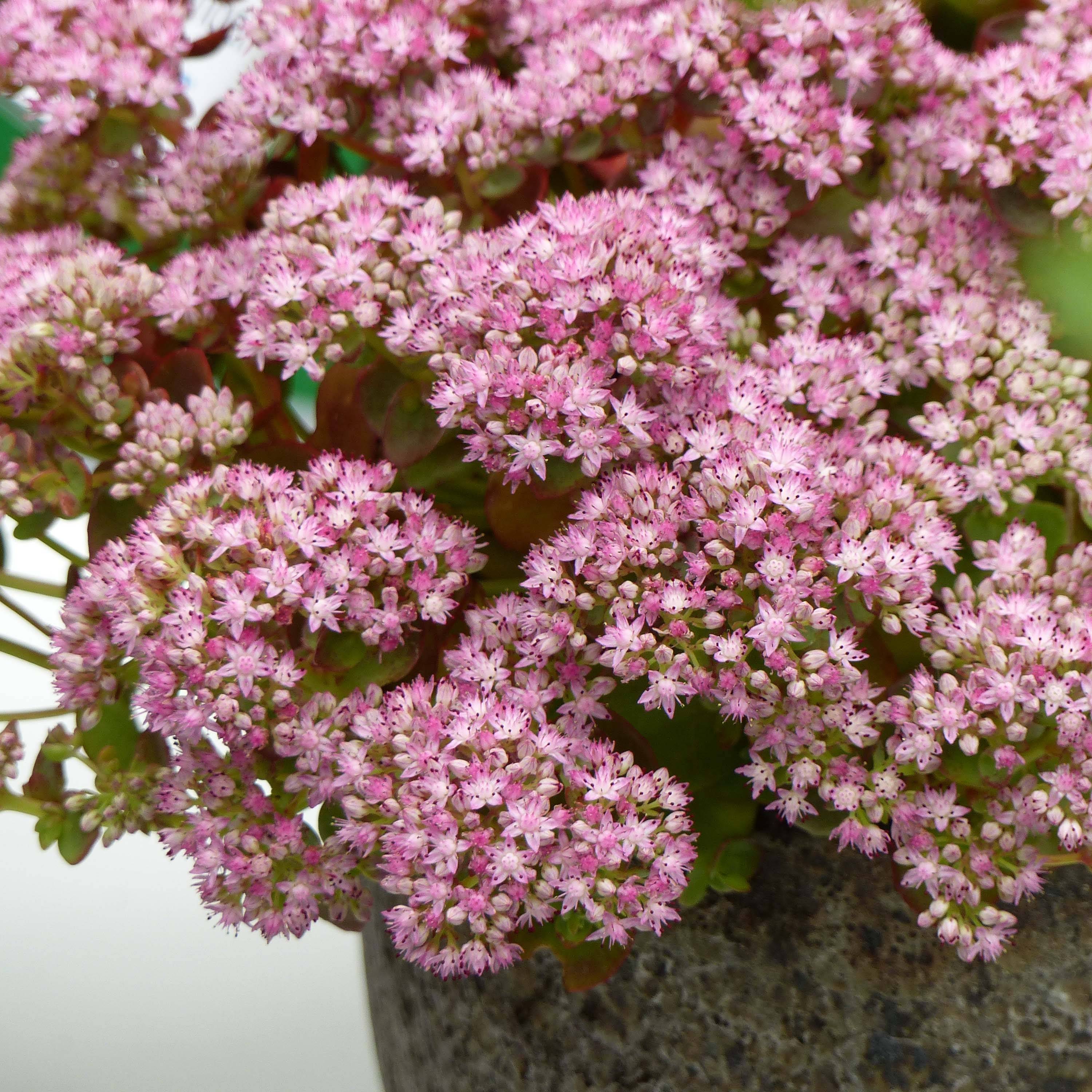 Sedum Sunsparkler Lime Zinger - Orpin vert lime Pot de 2L/3L