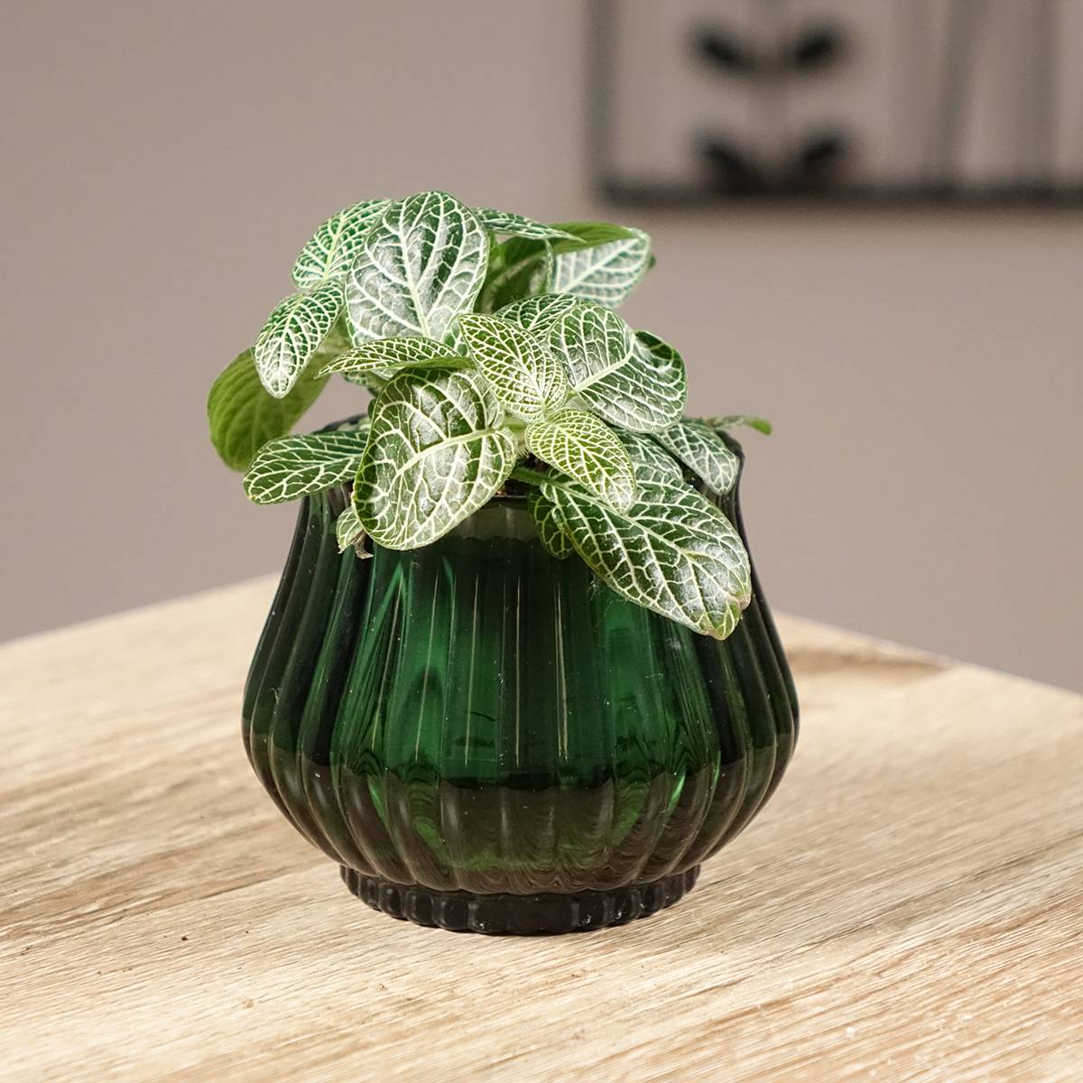 Promesse de Fleurs - Fittonia Mini White Mini-plante