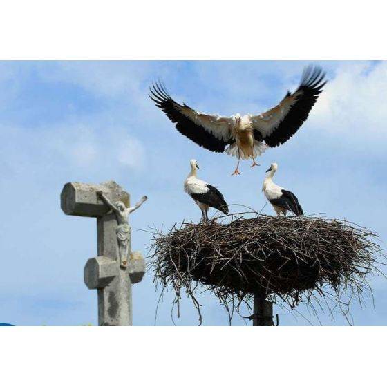 MKW - Plateforme de nidification pour Cigognes et grands rapaces - Imagen 2