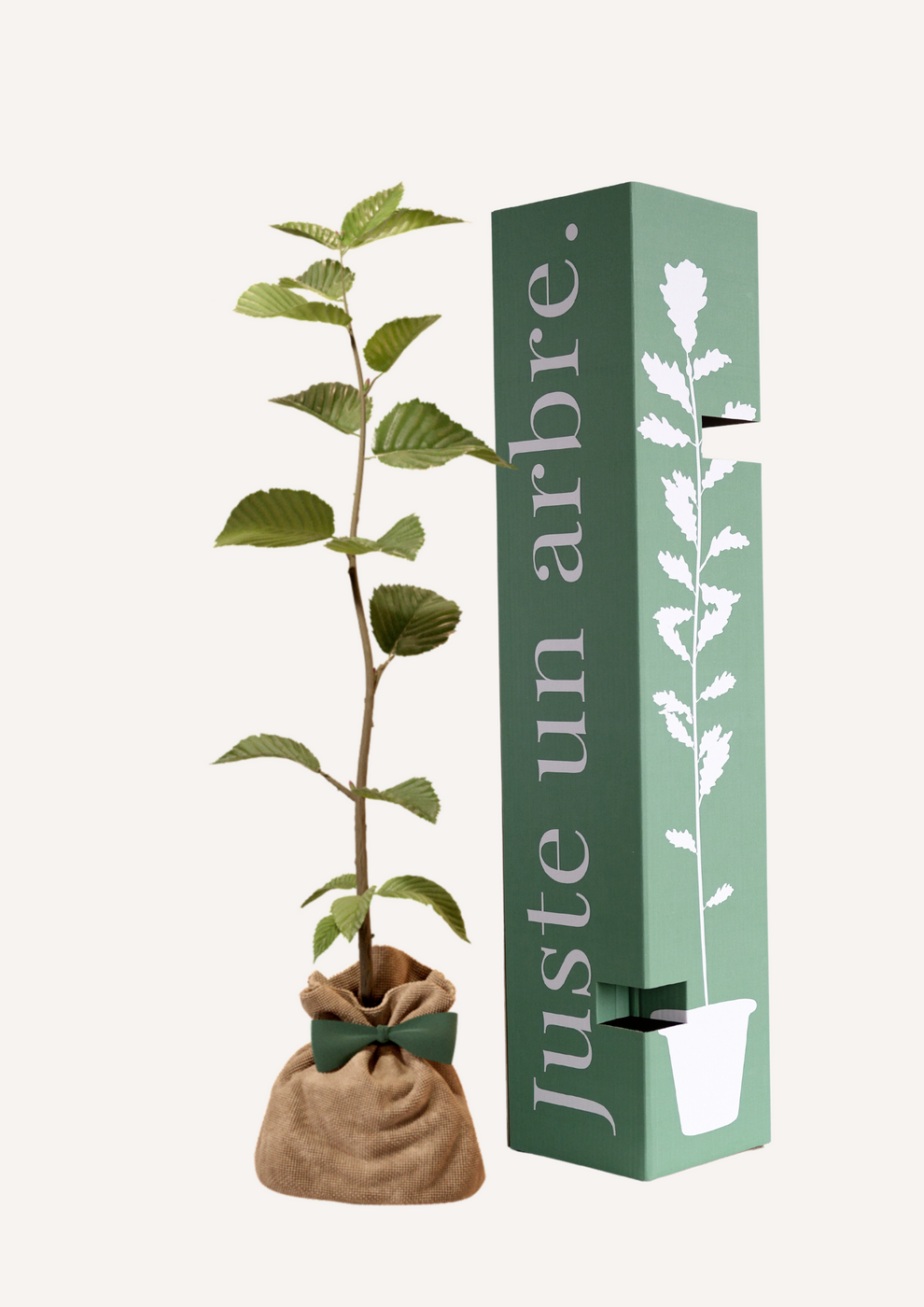 JUSTE UN ARBRE. – Charme commun | Idée cadeau naissance, mariage, anniversaire – Arbre majestueux pour jardin spacieux. - Image 1