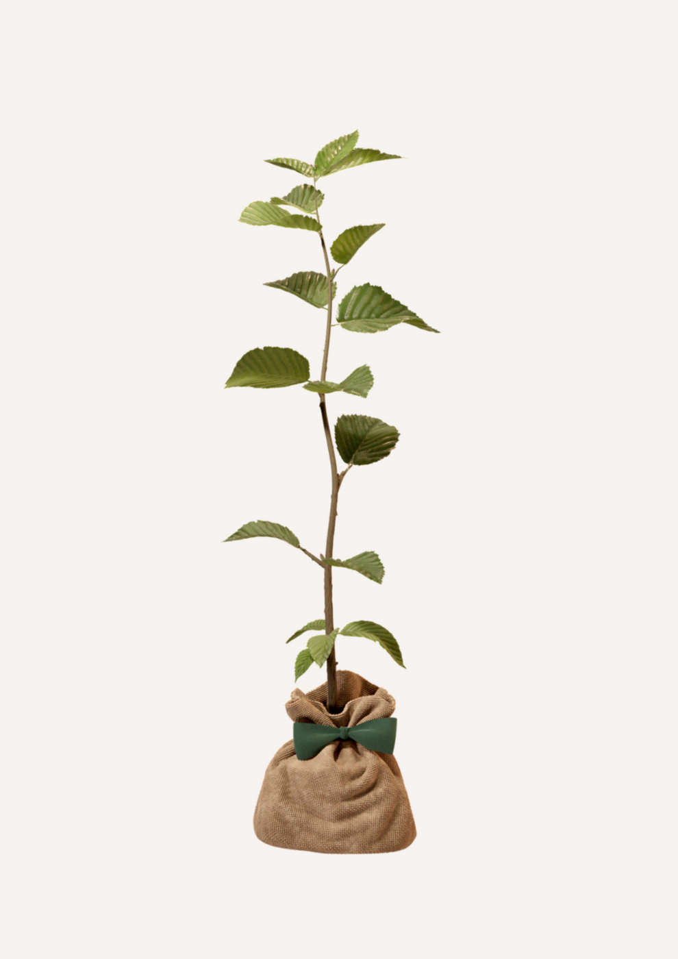 JUSTE UN ARBRE. – Charme commun | Idée cadeau naissance, mariage, anniversaire – Arbre majestueux pour jardin spacieux. - Image 3
