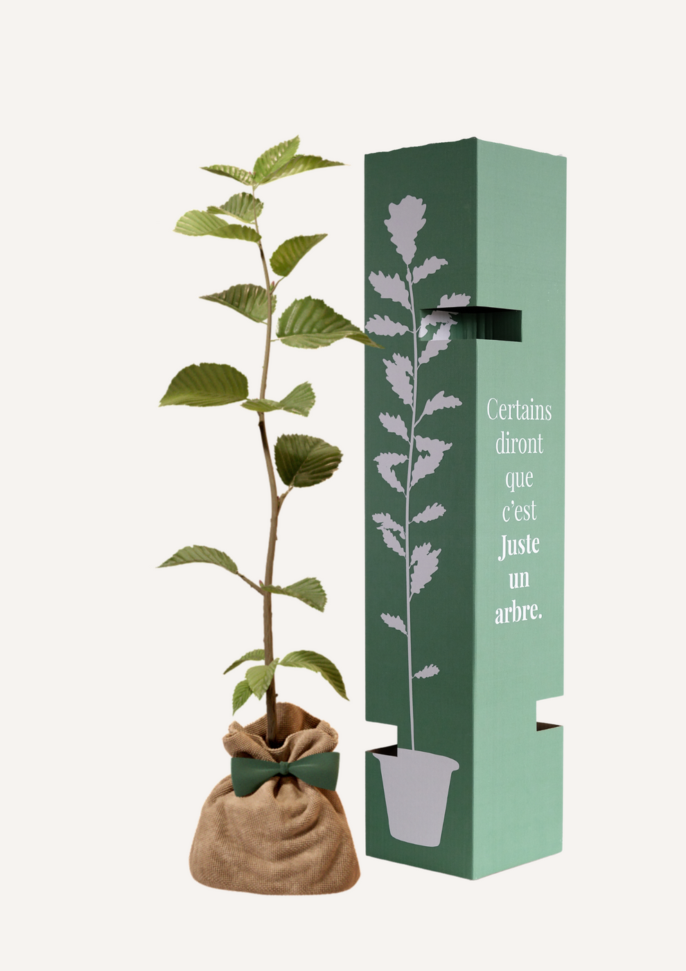 JUSTE UN ARBRE. – Charme commun | Idée cadeau naissance, mariage, anniversaire – Arbre majestueux pour jardin spacieux. - Image 2