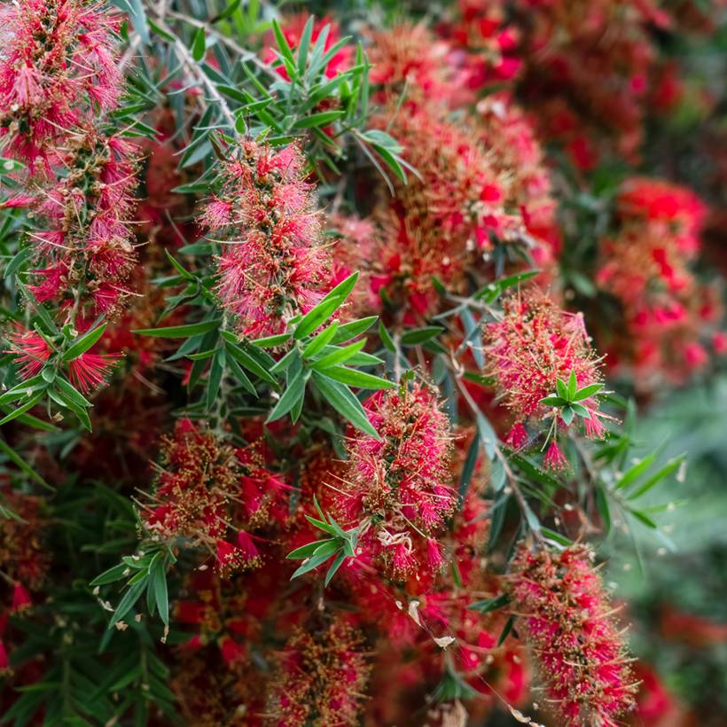 Promesse de Fleurs - Callistemon viminalis Captain Cook - Rince-bouteille Pot de 2L/3L