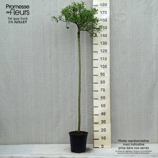 Salix chaenomeloides Mount Aso - Saule japonais Pot de 6L/7L, Tige, Tige de 110 cm - Image 2