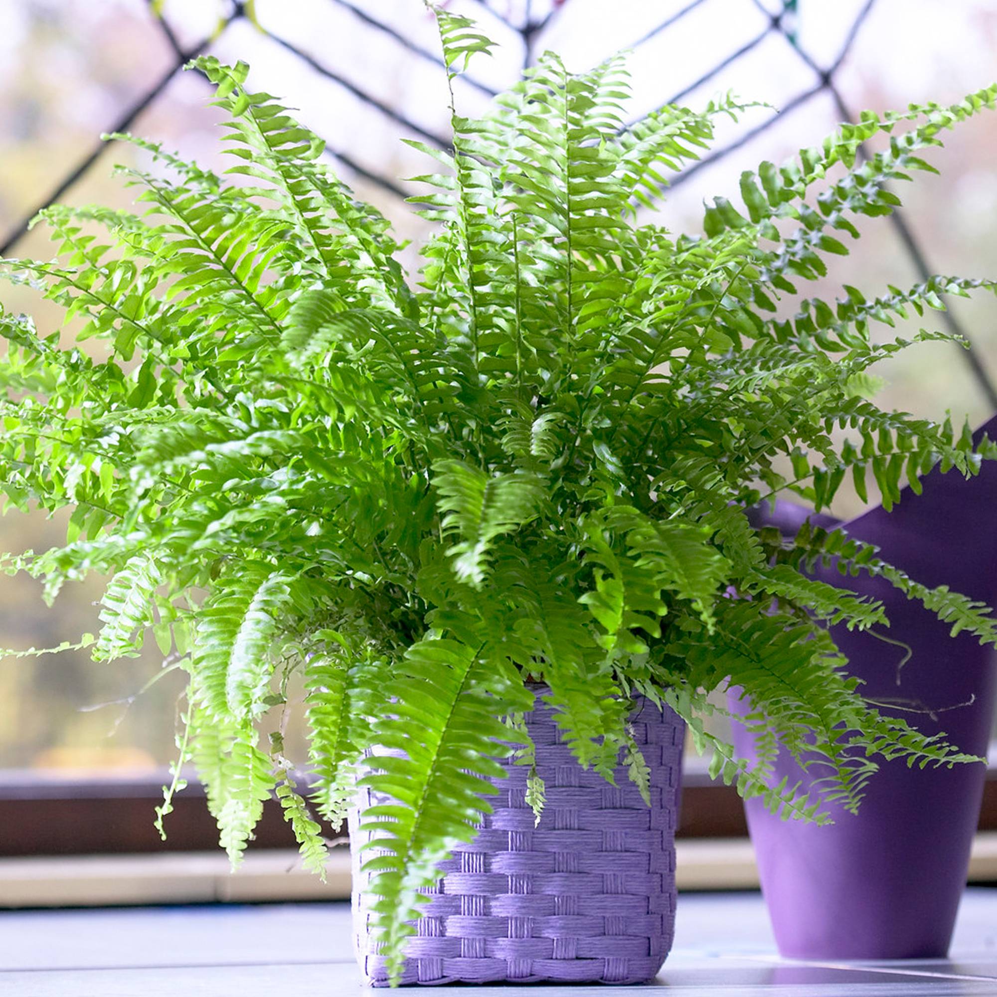 Gardenersdream - Fougère De Boston Fraîche - Plante D'Intérieur En Pot De 25 À 35 Cm Pour Purifier L'Air - Cadeau - GardenersDream - Imagen 1