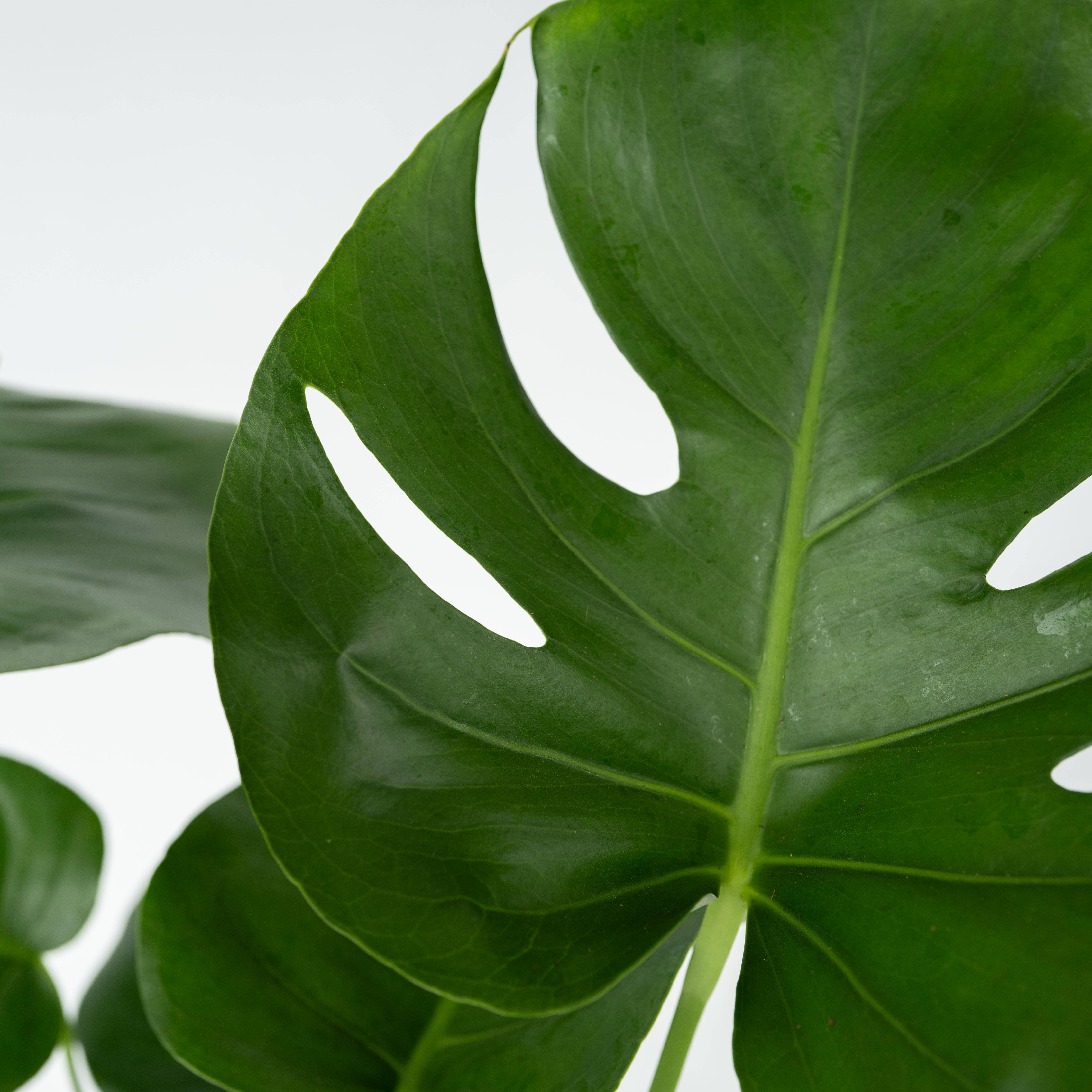 Plante à trous - Set de 2 - Monstera deliciosa - Hauteur 50-60cm - ⌀17cm - Image 4