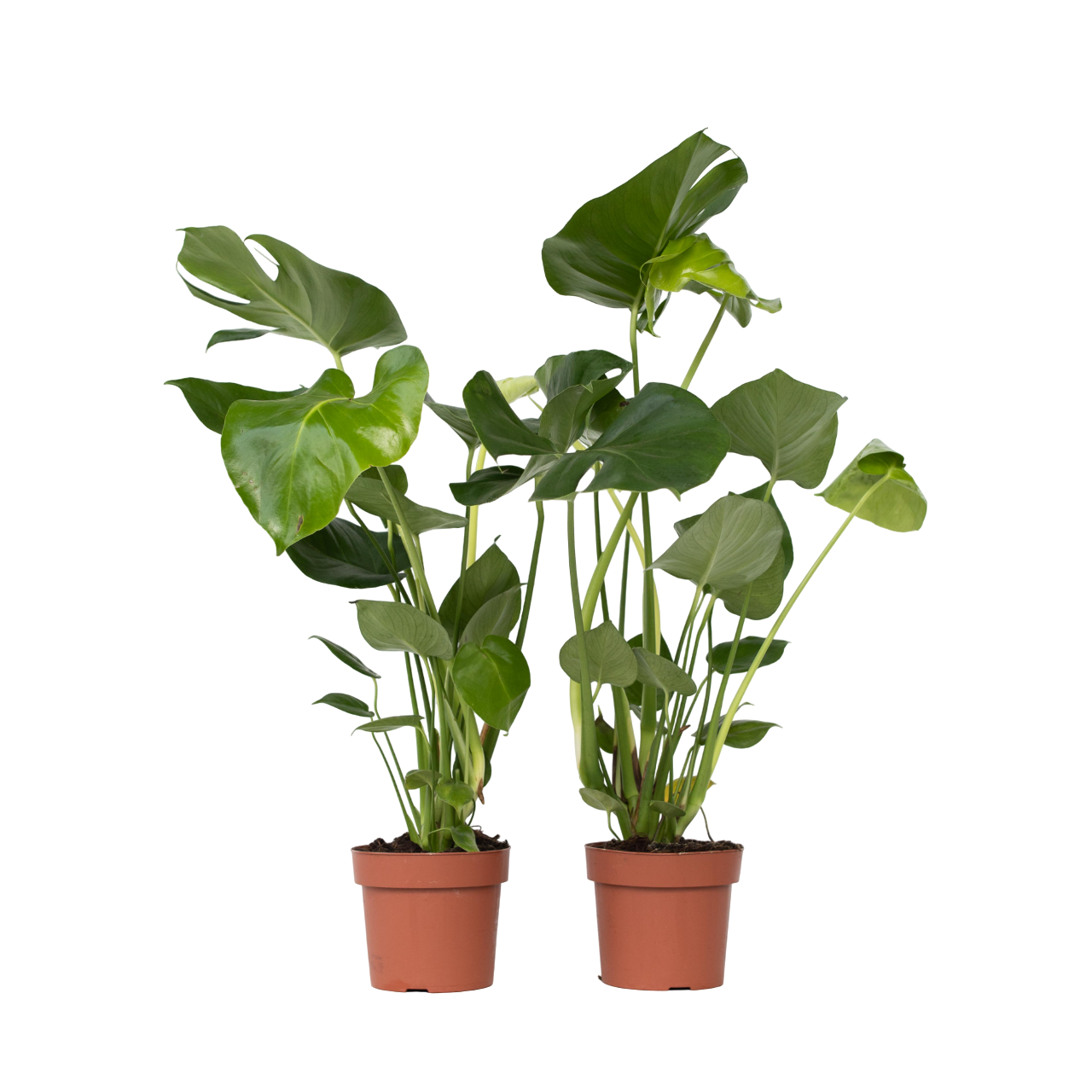 Plante à trous - Set de 2 - Monstera deliciosa - Hauteur 50-60cm - ⌀17cm - Image 1