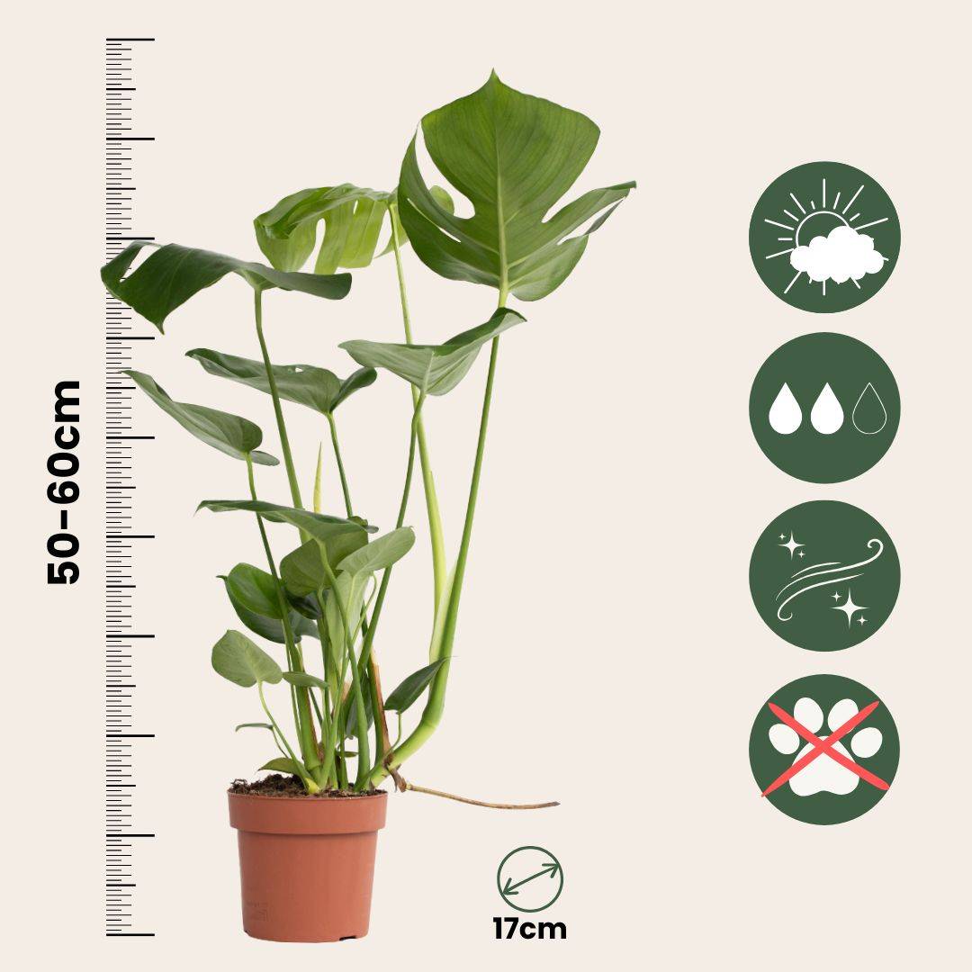 Plante à trous - Set de 2 - Monstera deliciosa - Hauteur 50-60cm - ⌀17cm - Image 6