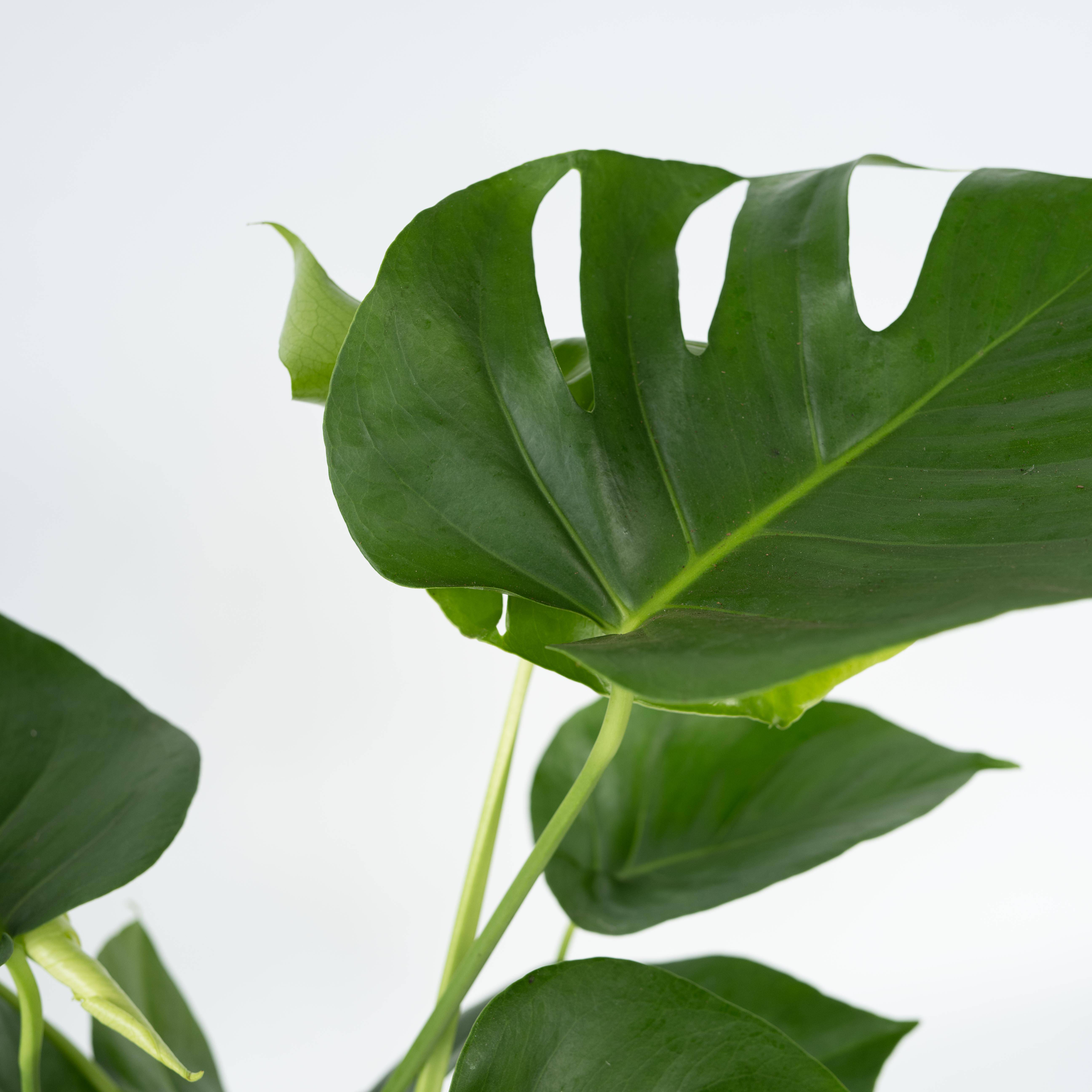 Plante à trous - Set de 2 - Monstera deliciosa - Hauteur 50-60cm - ⌀17cm - Image 5
