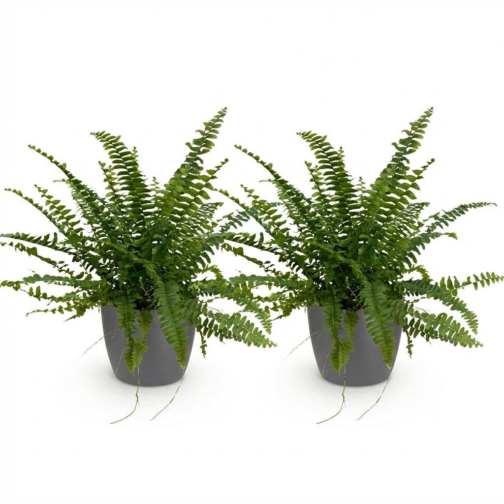 La Green Touch - Nephrolepsis Exaltata Vert Lady - H30cm - Image 4