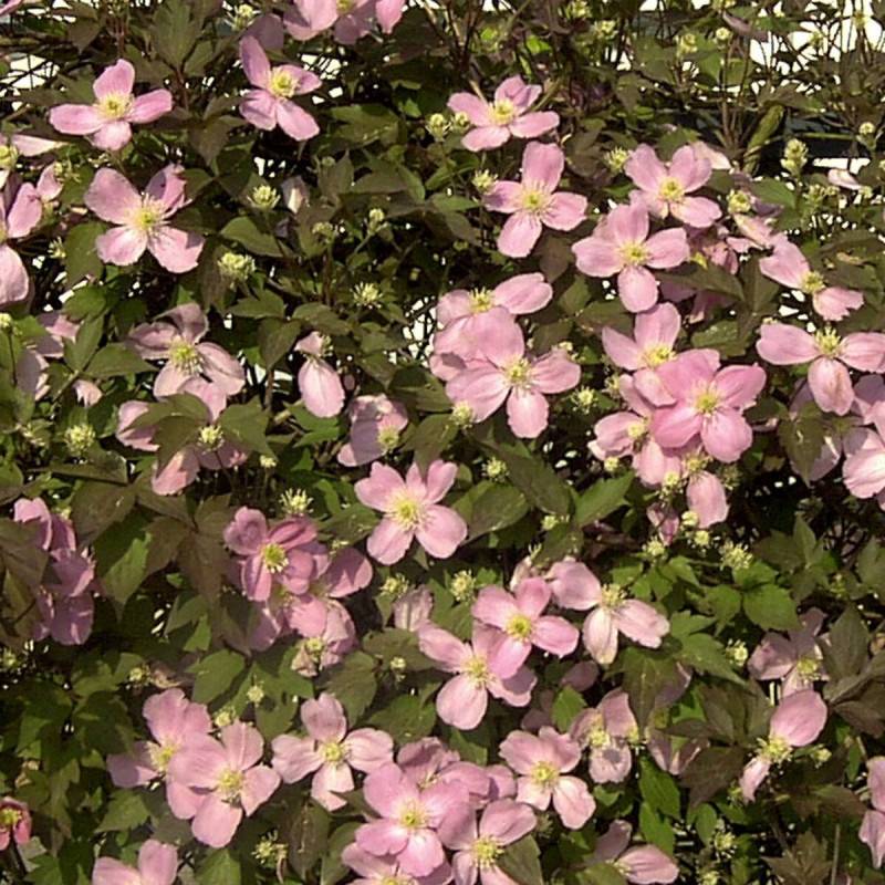Clématite montana Tetrarose à fleurs Rose - feuillage Caduc - Pot de 3L - Echelle bambou 60/120 cm-  hauteur à maturité De 5,00 m à 10,00 m - Imagen 6