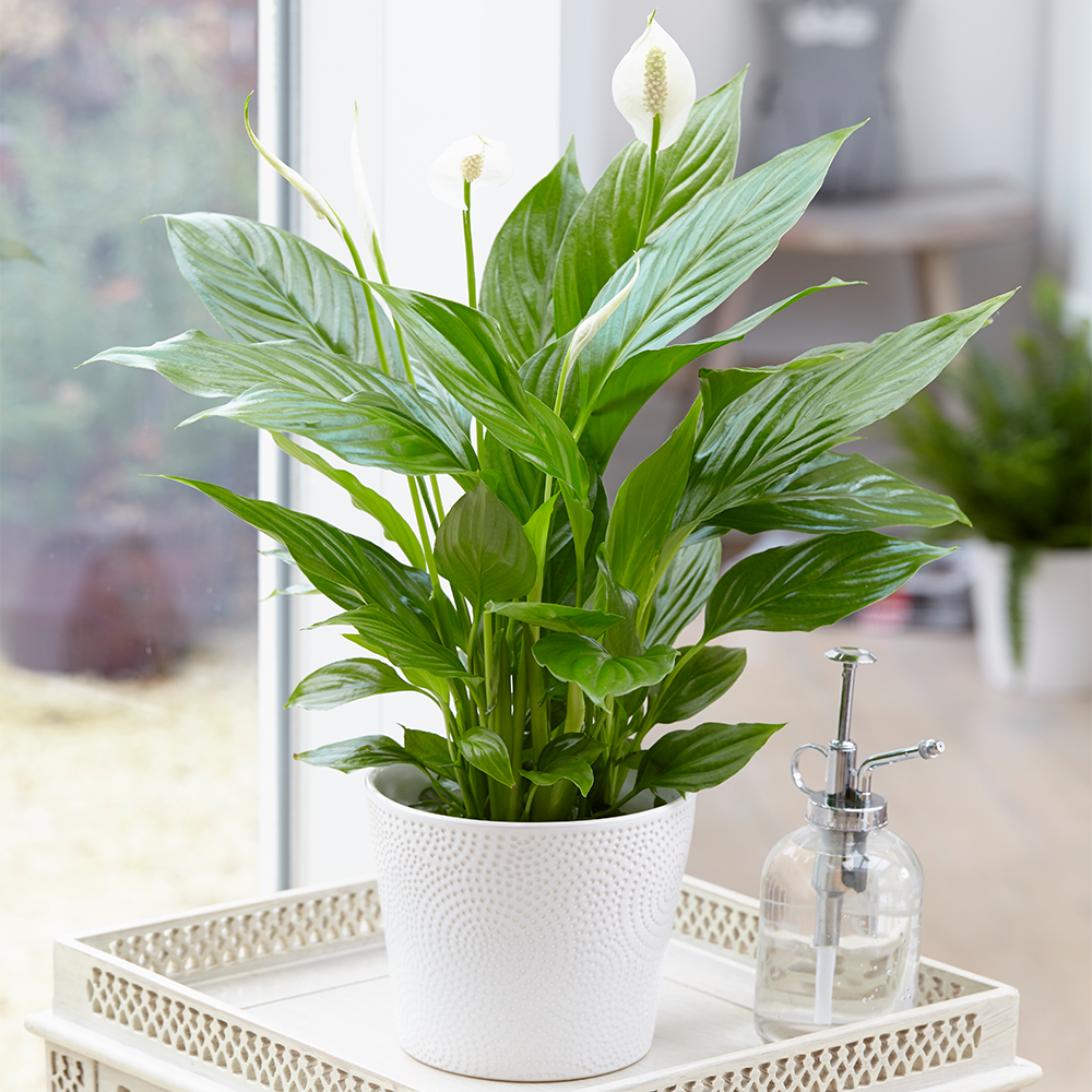 Gardenersdream - Spathipyllum ‘Fleur De Lune’ Plantes D’Intérieur – 1 Fleur De Lune En Pot 9 Cm - GardenersDream